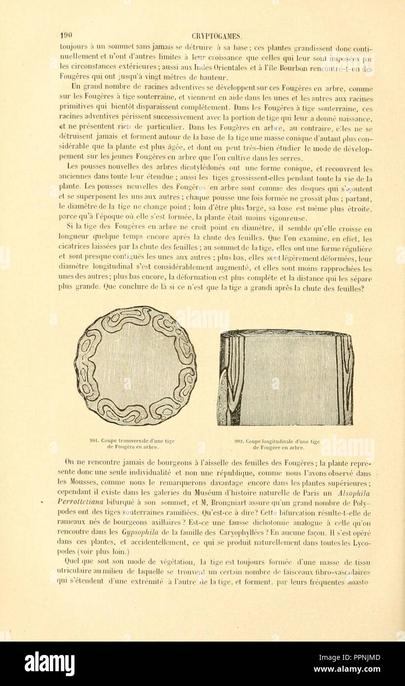 Botanique cryptogamique, ou Histoire des familles naturelles des plantes inférieures (Page 190) Stock Photo