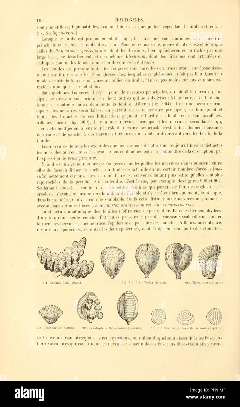 Botanique cryptogamique, ou Histoire des familles naturelles des plantes inférieures (Page 192) Stock Photo