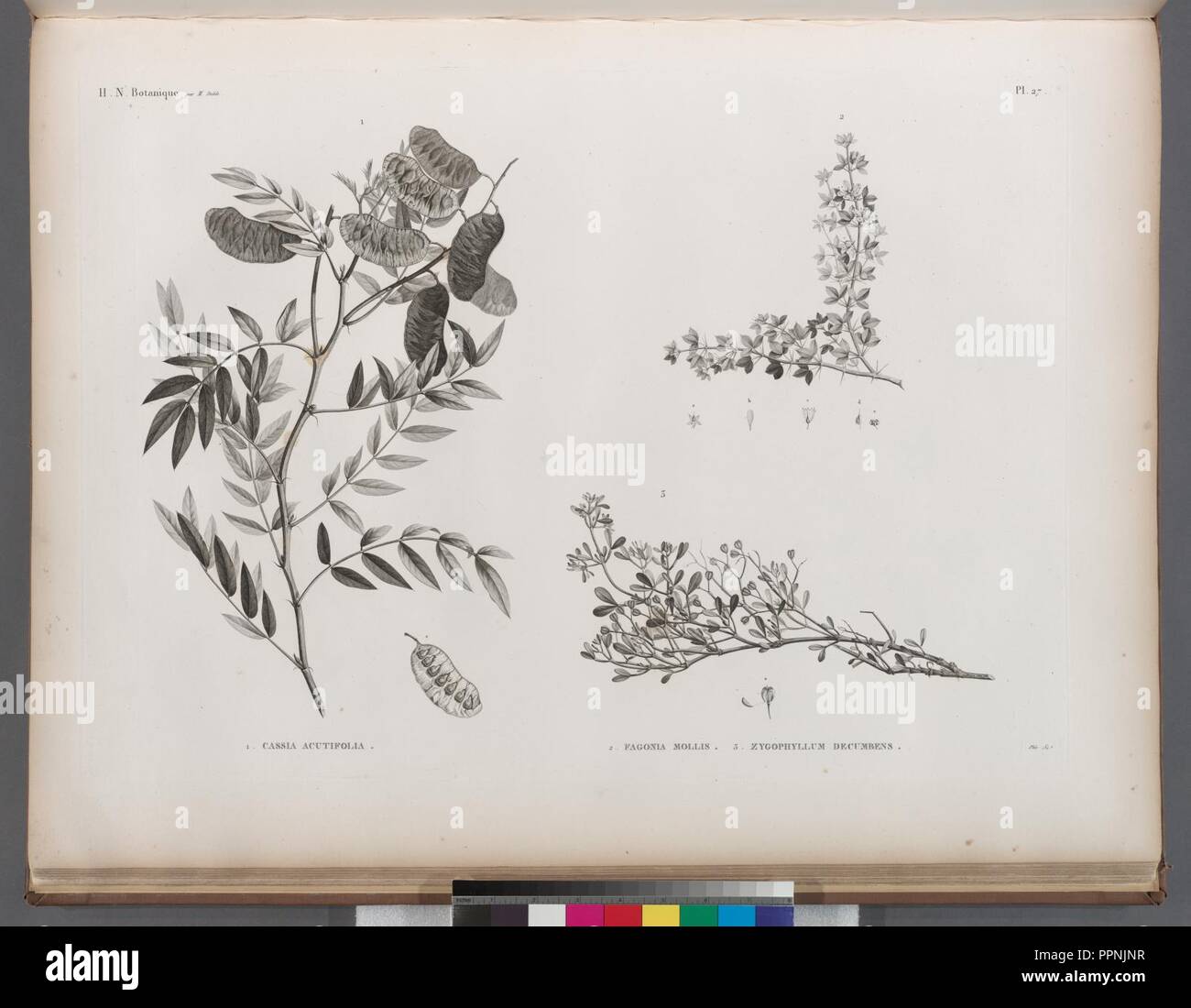 Botanique. 1. Cassia acutifolia; 2. Fagonia mollis; 3. Zygophyllum decumbens Stock Photo