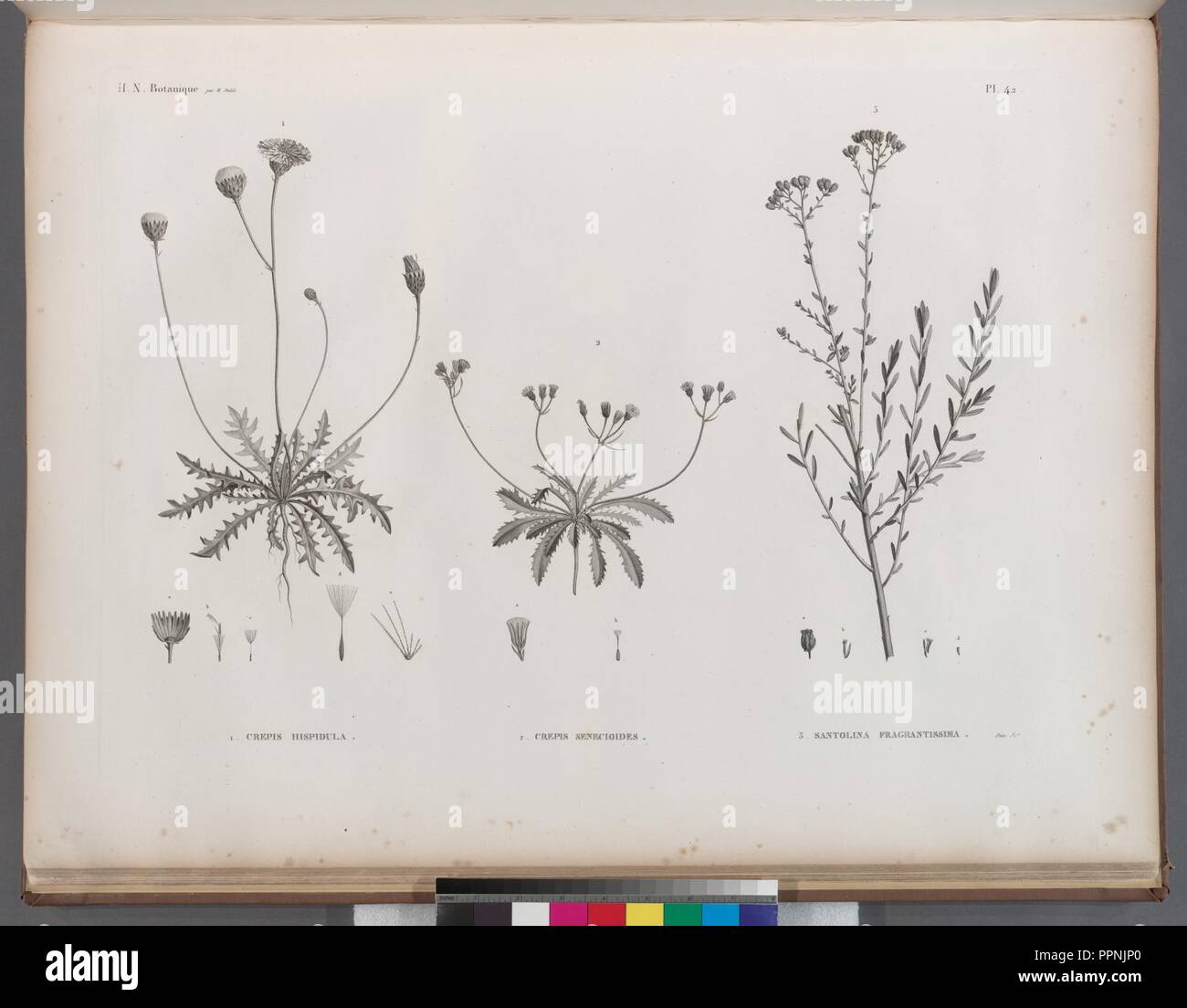 Botanique. 1. Crepis hispidula; 2. Crepis senecioides; 3. Santolina fragrantissima Stock Photo