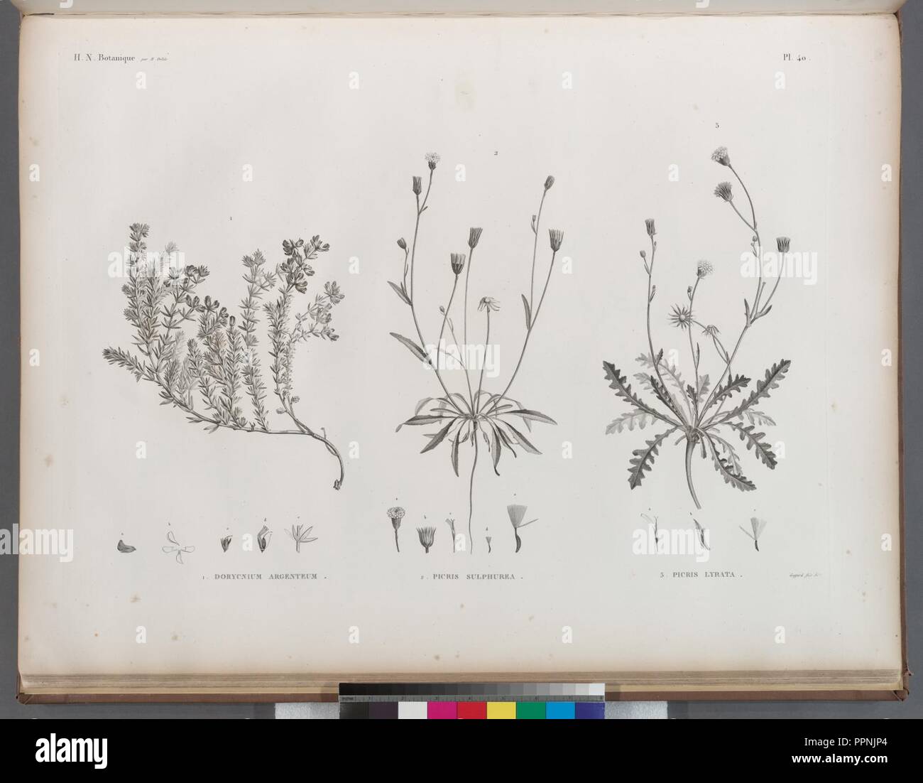 Botanique. 1. Dorycnium argenteum; 2. Picris sulphurea; 3. Picrus lyrata Stock Photo