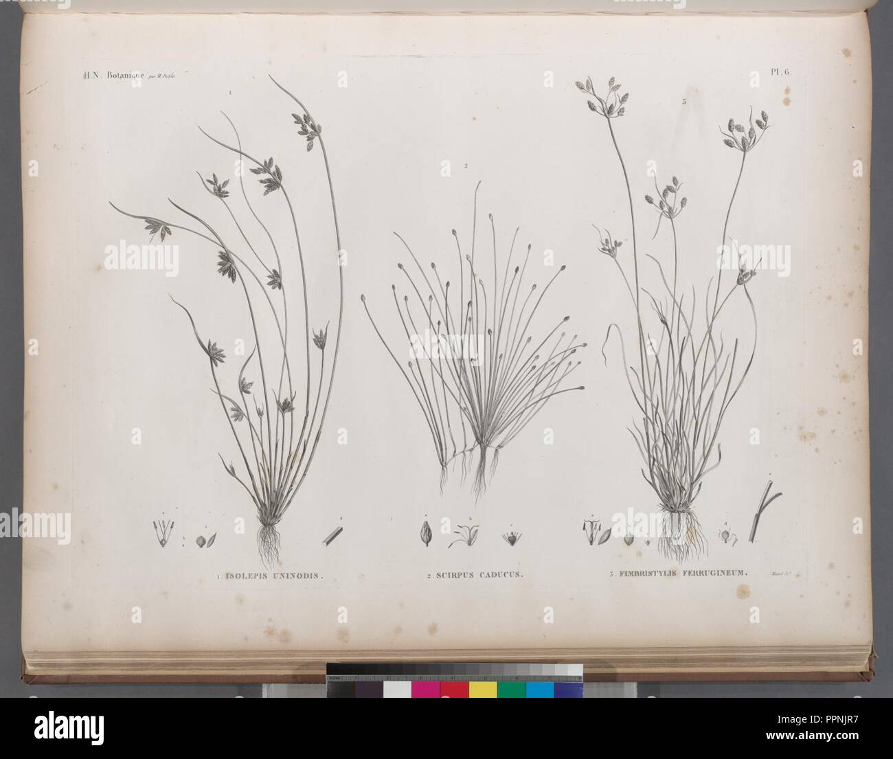 Botanique. 1. Isolepis uninodis; 2. Scirpus caducus; 3. Fimbristylis ferrugineum Stock Photo