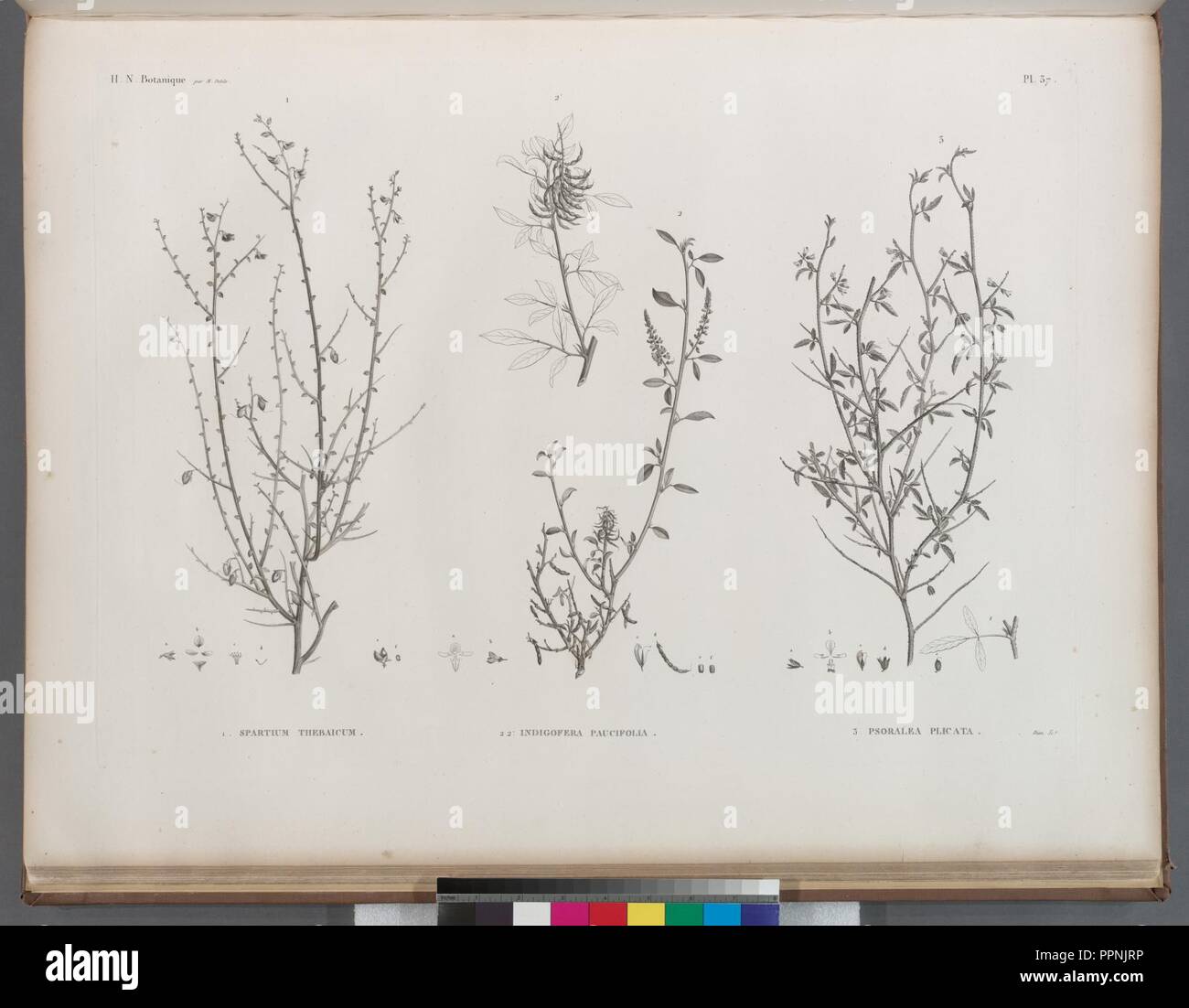Botanique. 1. Spartium thebaicum; 2.2'. Indigofera paucifolia; 3. Psoralea plicata Stock Photo