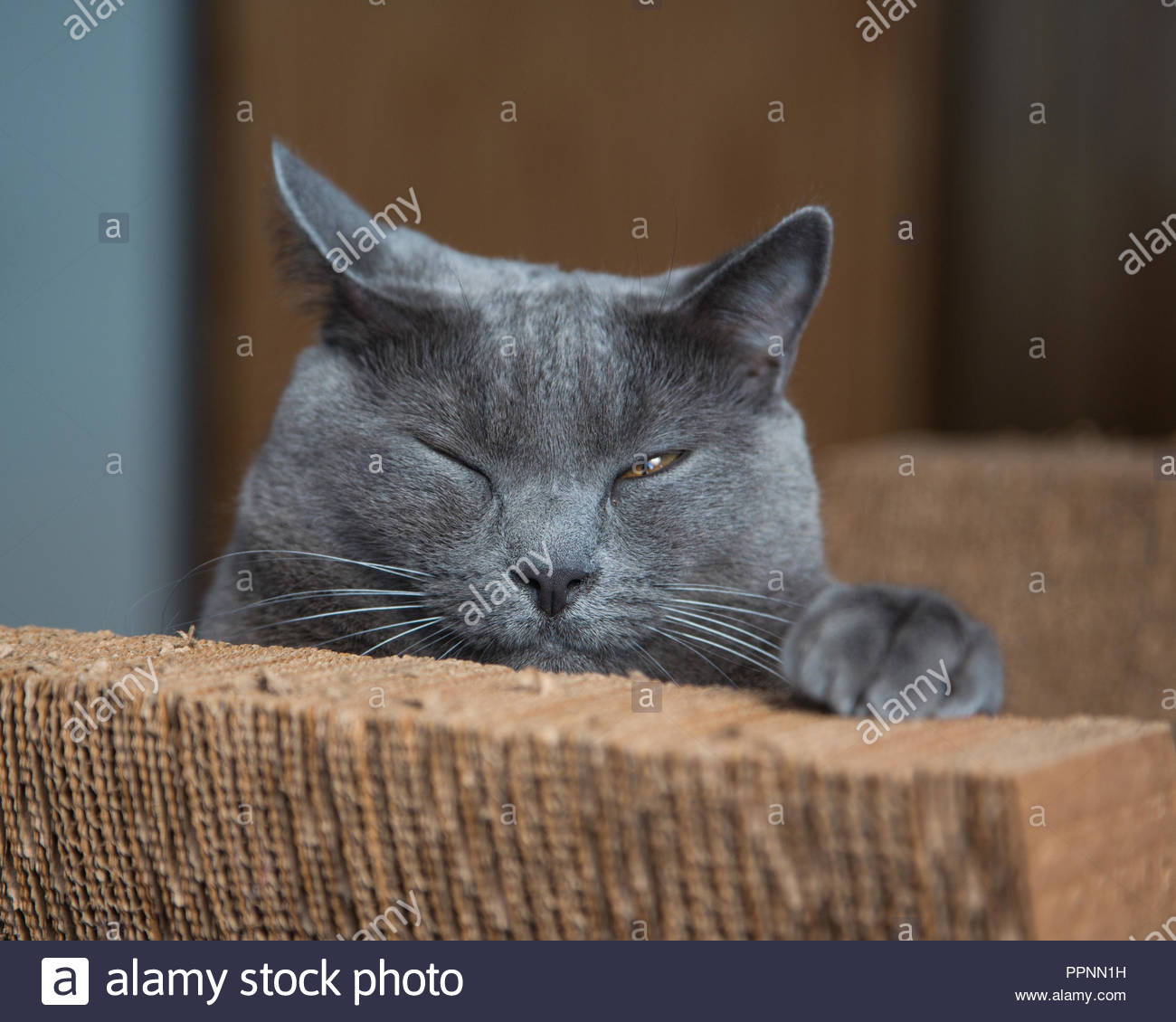 Cat Falling Asleep Stock Photos & Cat Falling Asleep Stock Images Alamy
