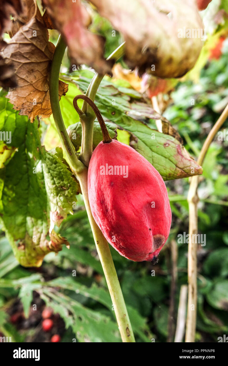 Podophyllum hexandrum, Himalayan May apple, Red fruit Stock Photo