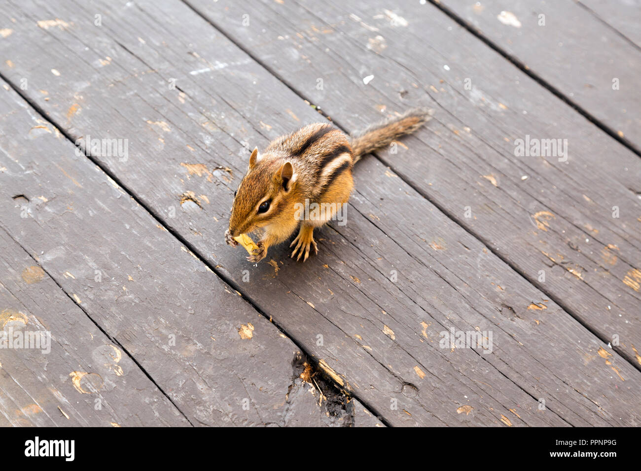 Least chipmunk eating a potato chip on a worn deck, located on Mackinac Island. Stock Photo