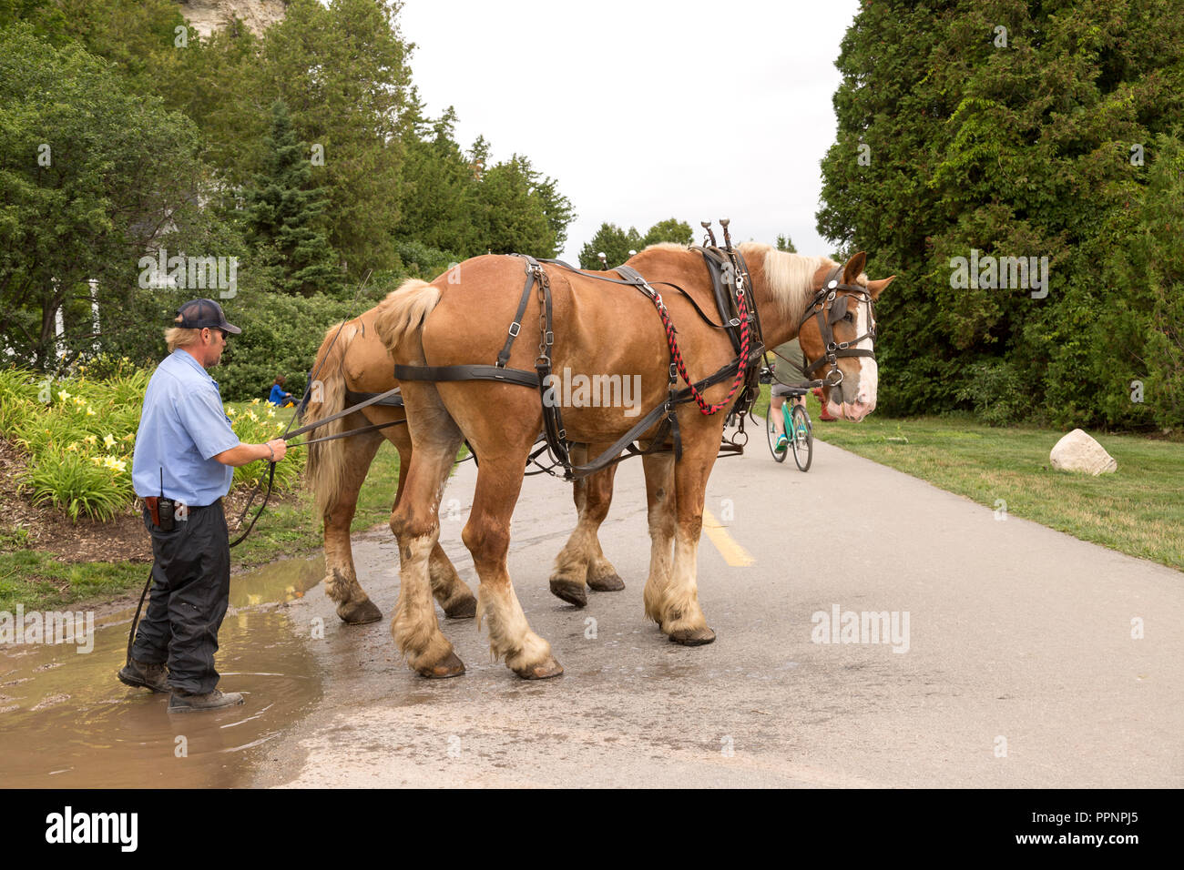 Hardworking senior man, guiding team of horses on the street of Mackinac Island, Michigan. Stablemen caring for his horses. Stock Photo