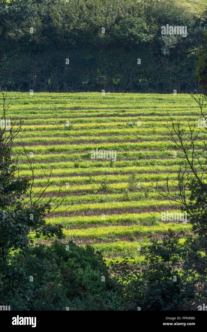 Field weeds hi-res stock photography and images - Alamy