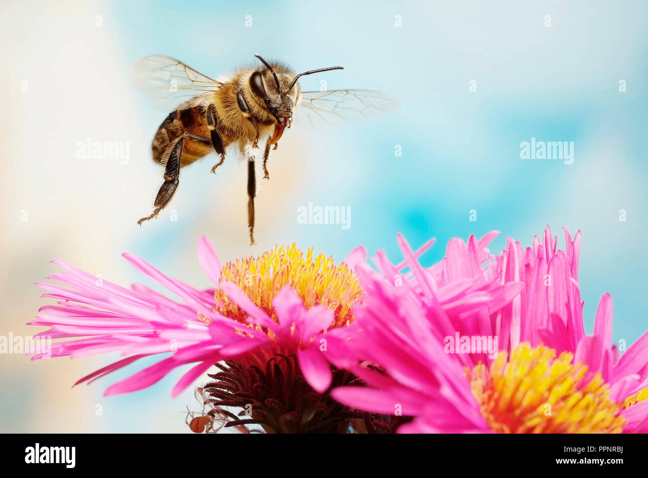 Honey bee (Apis mellifera), in flight, on Aromatic Aster (Symphyotrichum oblongifolium), Germany Stock Photo