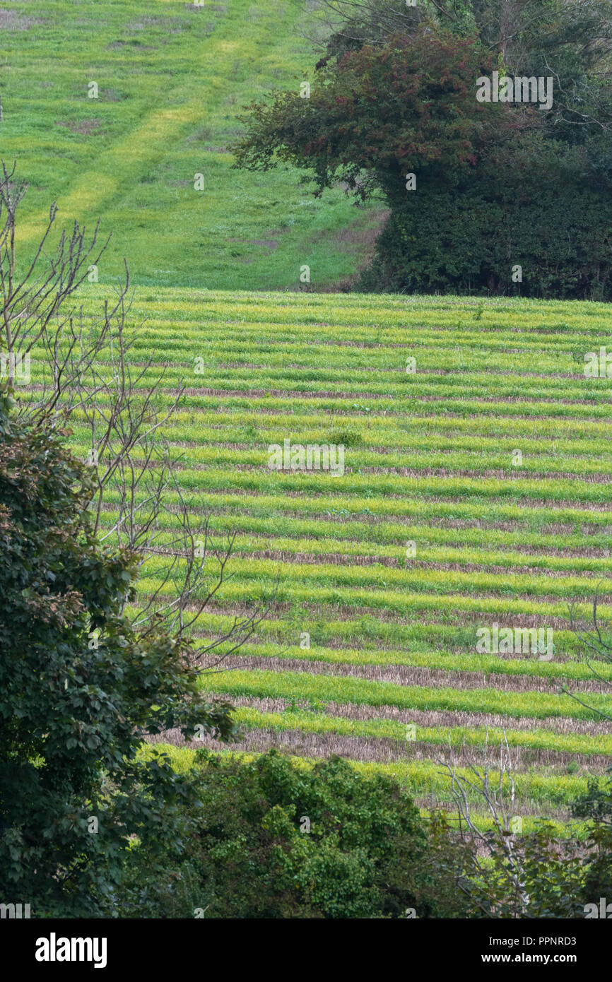 Post-cropped field (UK) - several weeks after barley crop harvested and weeds and grasses re-grow. Stock Photo