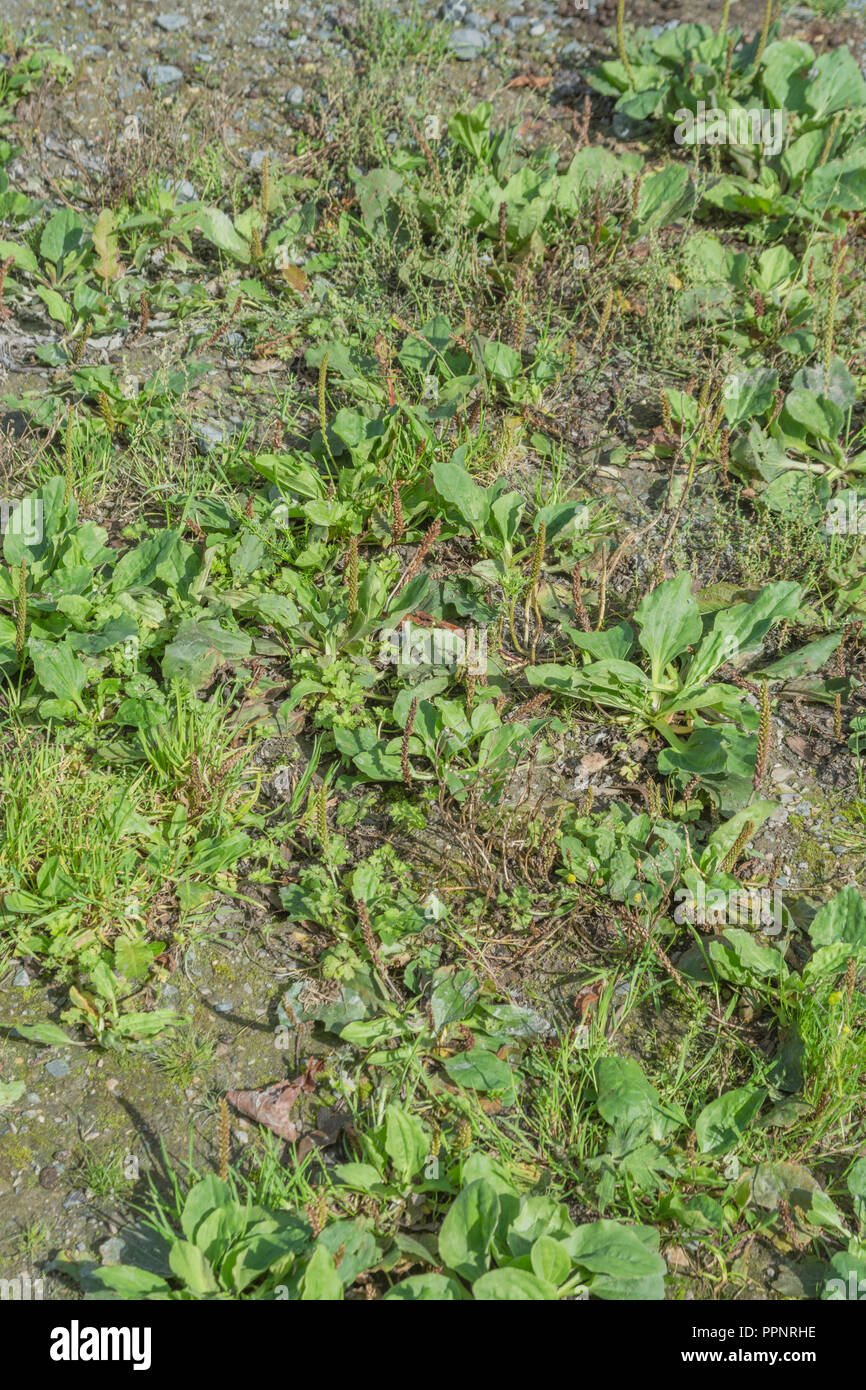 Greater plantain / Plantago major on public footpath. Common weed which may also be eaten as a survival food. Stock Photo