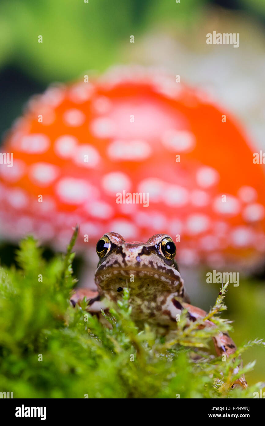 Frog in autumn - a studio shot Stock Photo