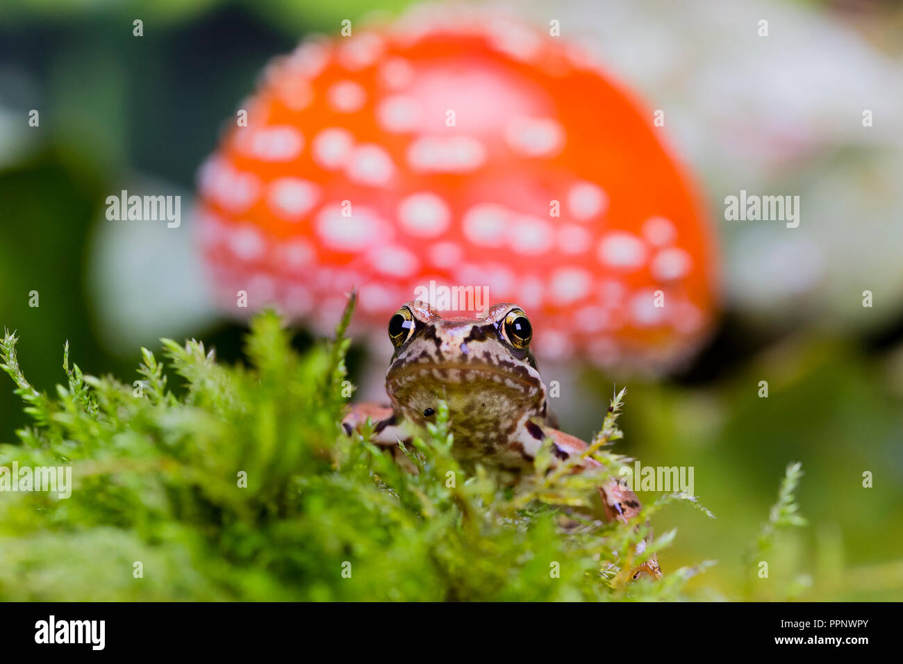 Frog in autumn - a studio shot Stock Photo
