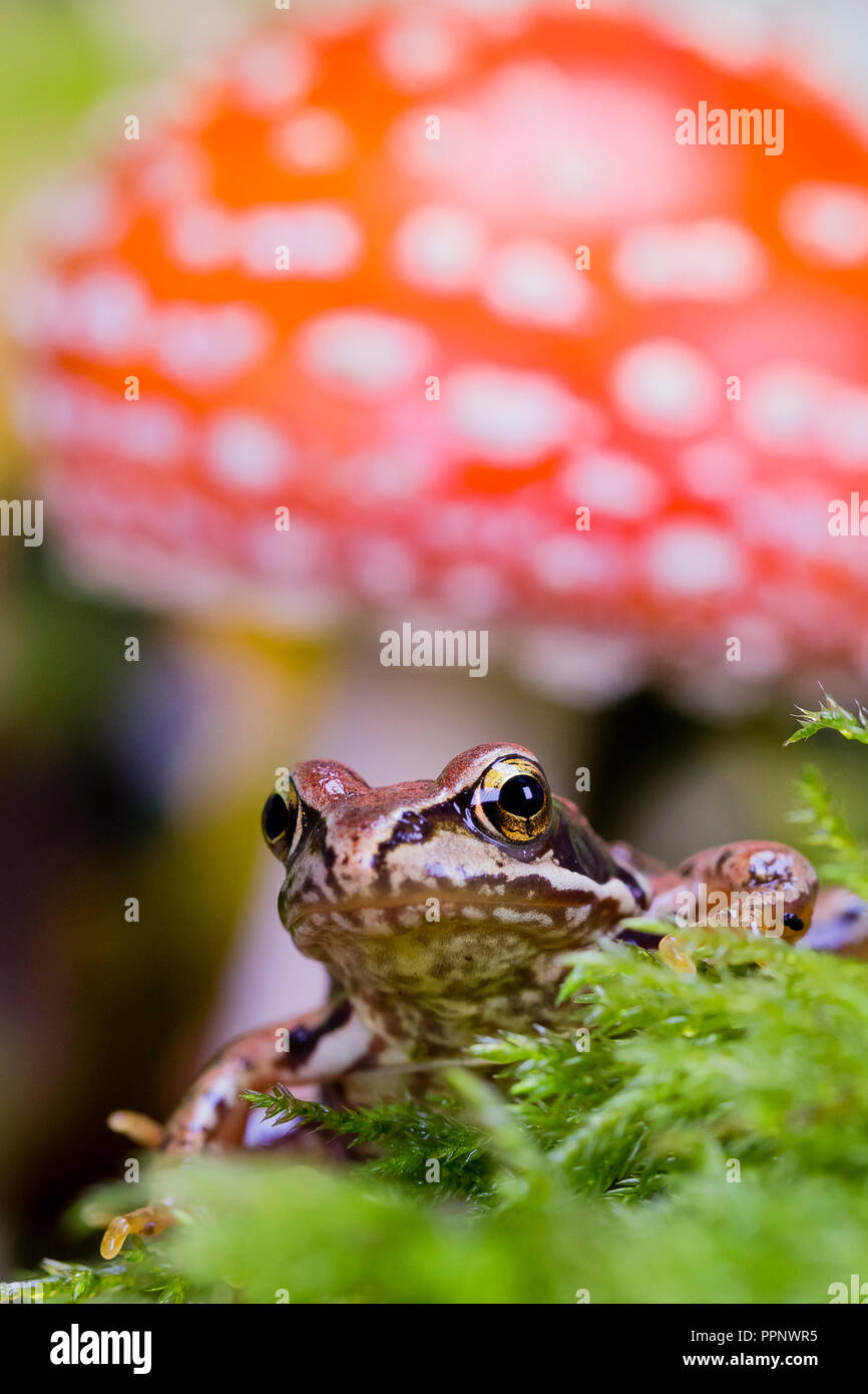 Frog in autumn - a studio shot Stock Photo