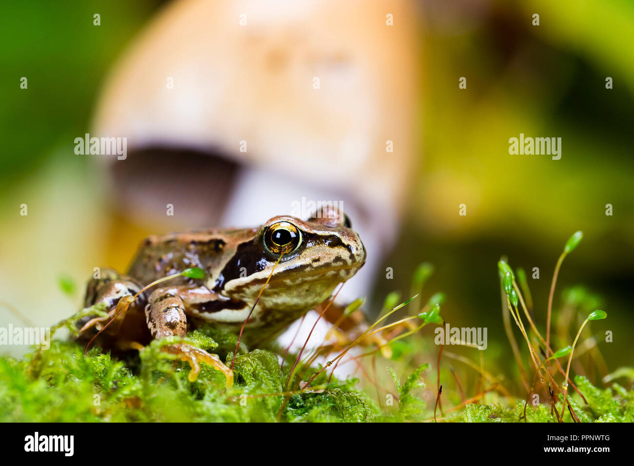 Common frog in autumn a studio shot Stock Photo Alamy