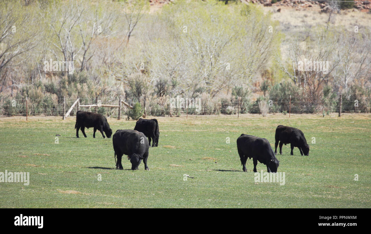 Free range livestock cows eating grass in meadow Stock Photo - Alamy