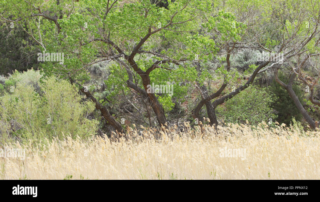Tall trees blowing in the wind hi-res stock photography and images - Alamy