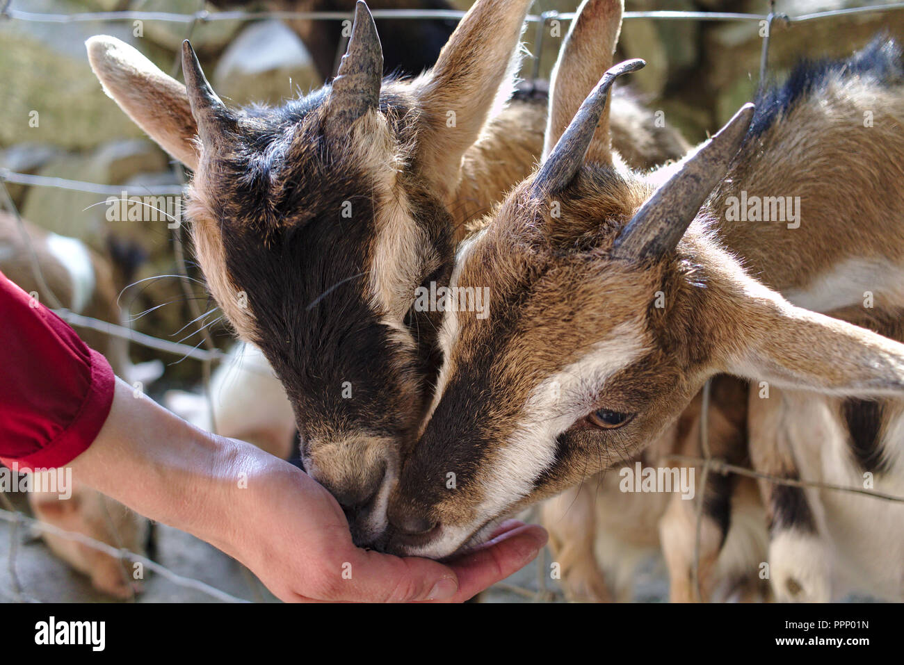 Two goats taking fodder from an outstretched human hand Stock Photo