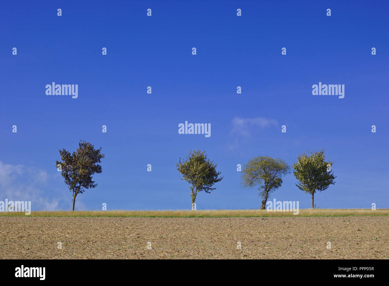 Row of trees hi-res stock photography and images - Alamy