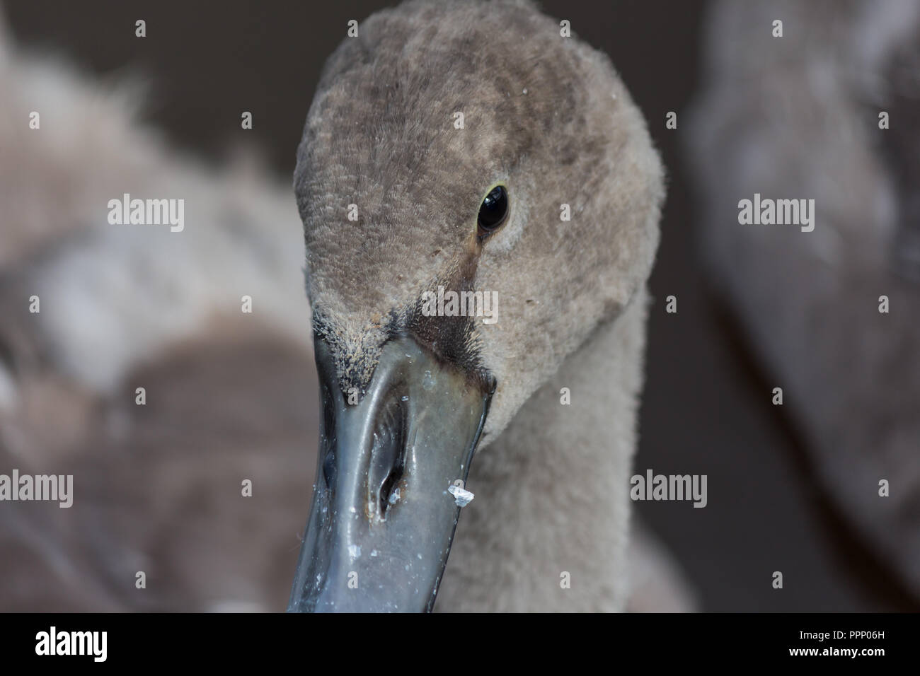 Close up of a cygnet, a young Mute Swan. Stock Photo