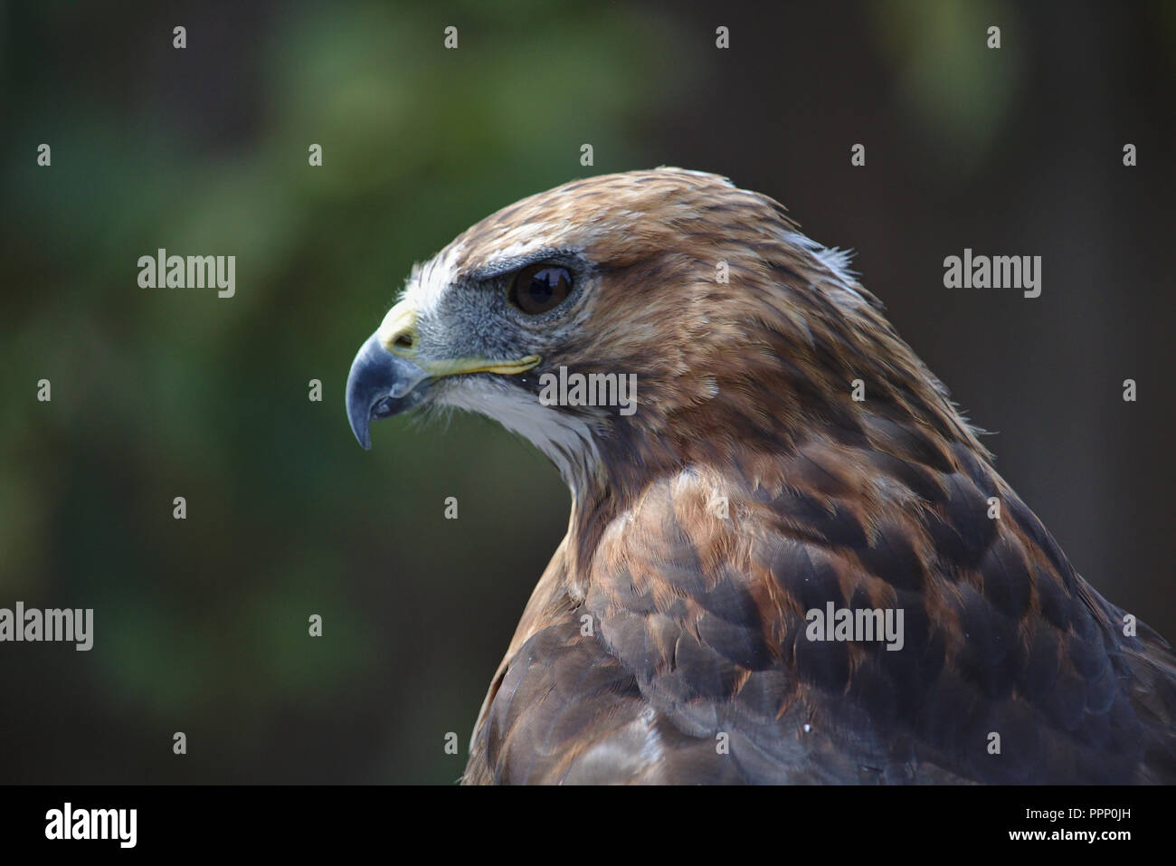 Red-tailed hawk in profile Stock Photo - Alamy