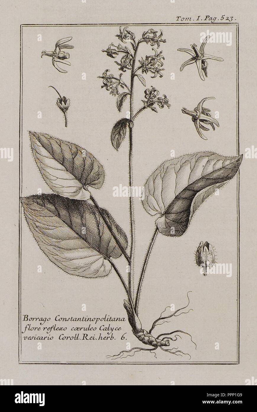 Borrago Constantinopolitana flore reflexo coerideo Calyce vasicario Coroll Rei Herb 6 - Tournefort Joseph Pitton De - 1717. Stock Photo