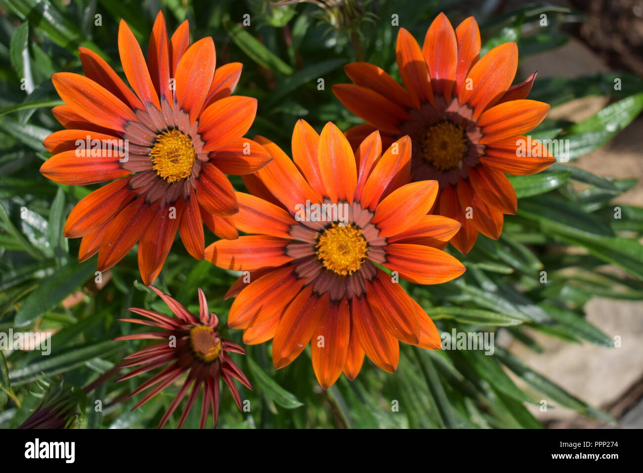 Summer colours hi-res stock photography and images - Alamy