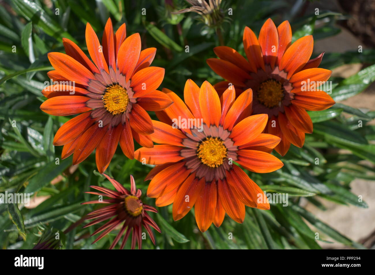 Violet garden flowers hi-res stock photography and images - Alamy