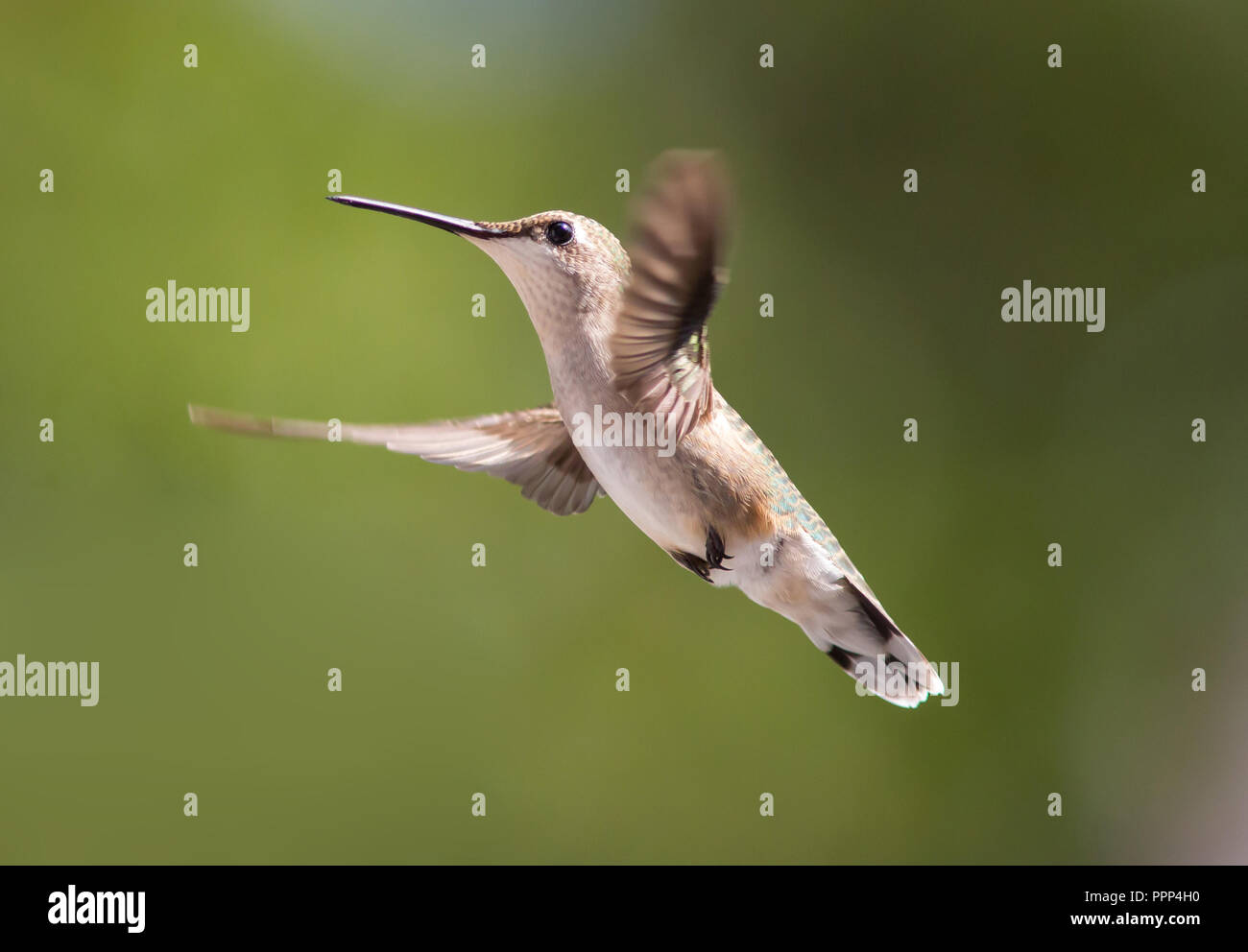 A female ruby-throated hummingbird in flight Stock Photo