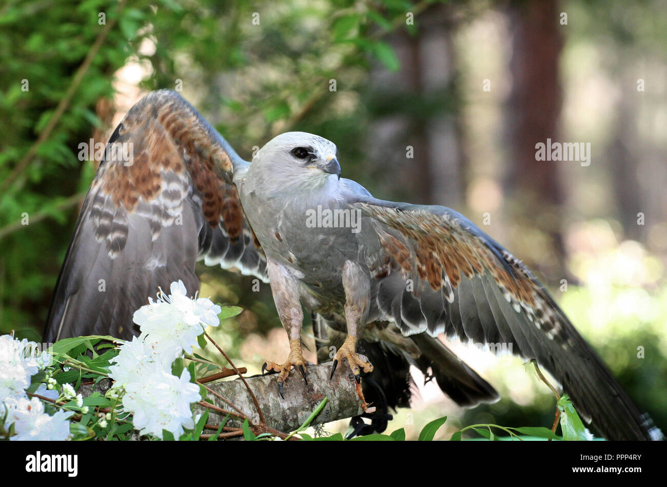 Perched Mississippi Kite raptor with wings spread. Stock Photo
