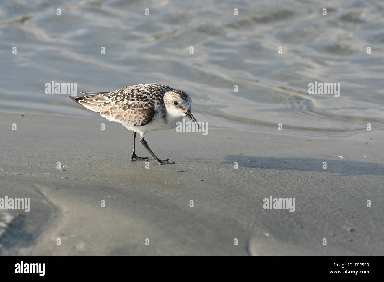 Sanderling shore bird on ocean beach Stock Photo