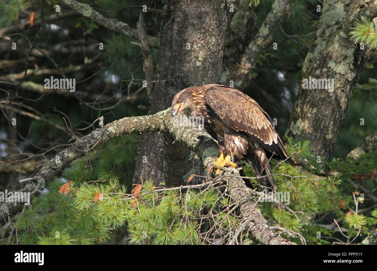 Juvenile Bald Eagle Perched in Pine Tree Stock Photo