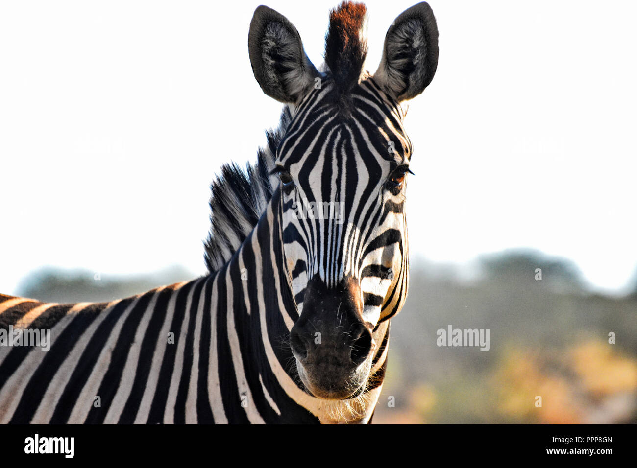 Wild Zebra in Chobe National Park, Botswana, Africa Stock Photo