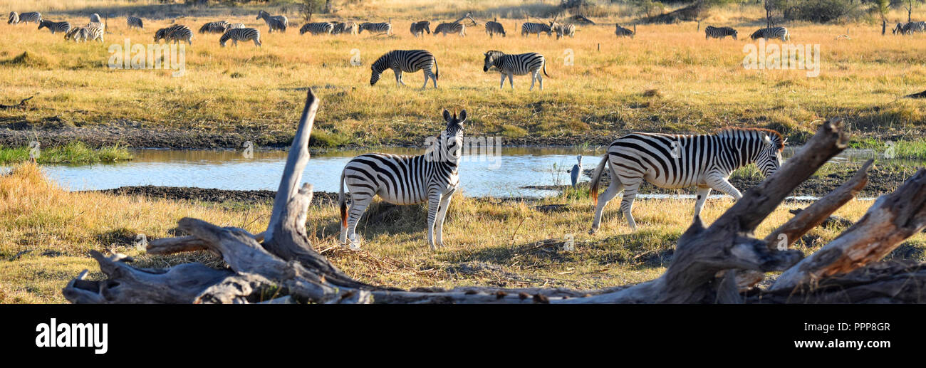A Zebra looks at the camera with lots of Zebras in the background at Chobe National Park, Botswana, Africa Stock Photo