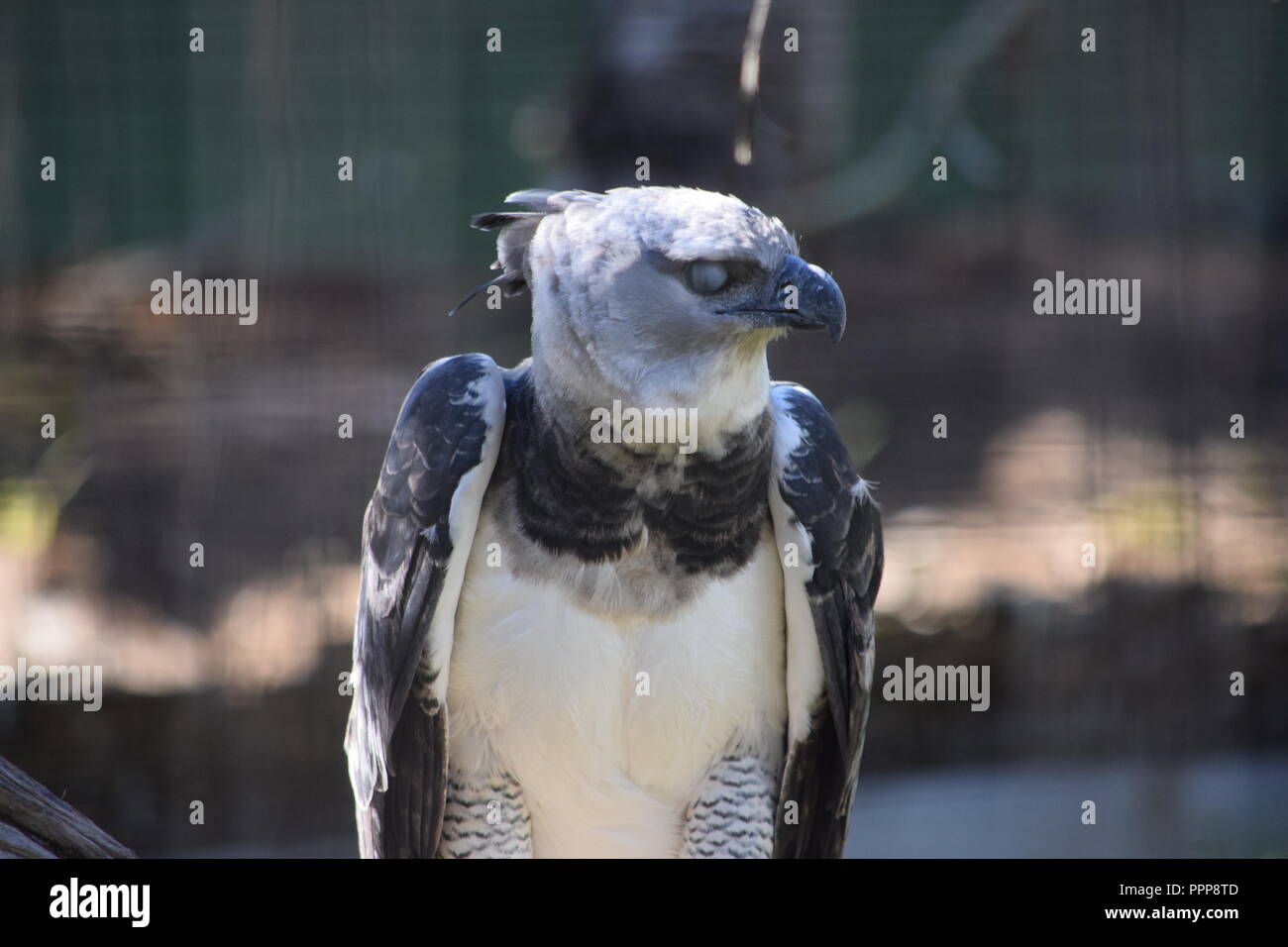 Harpy Eagle Images – Browse 1,576 Stock Photos, Vectors, and Video