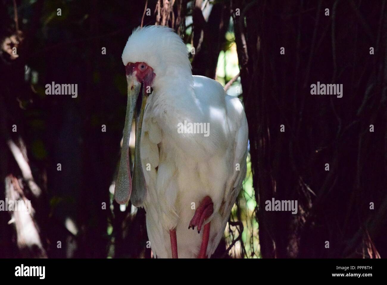 Spoonbill Bird White Pink Stock Photo