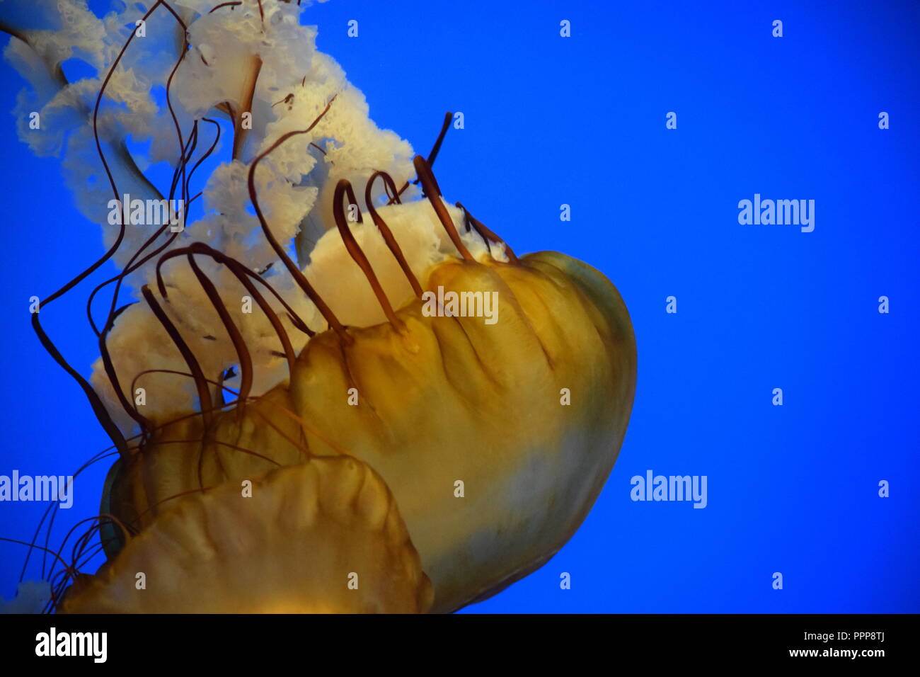 Golden Jellyfish Close Up Stock Photo