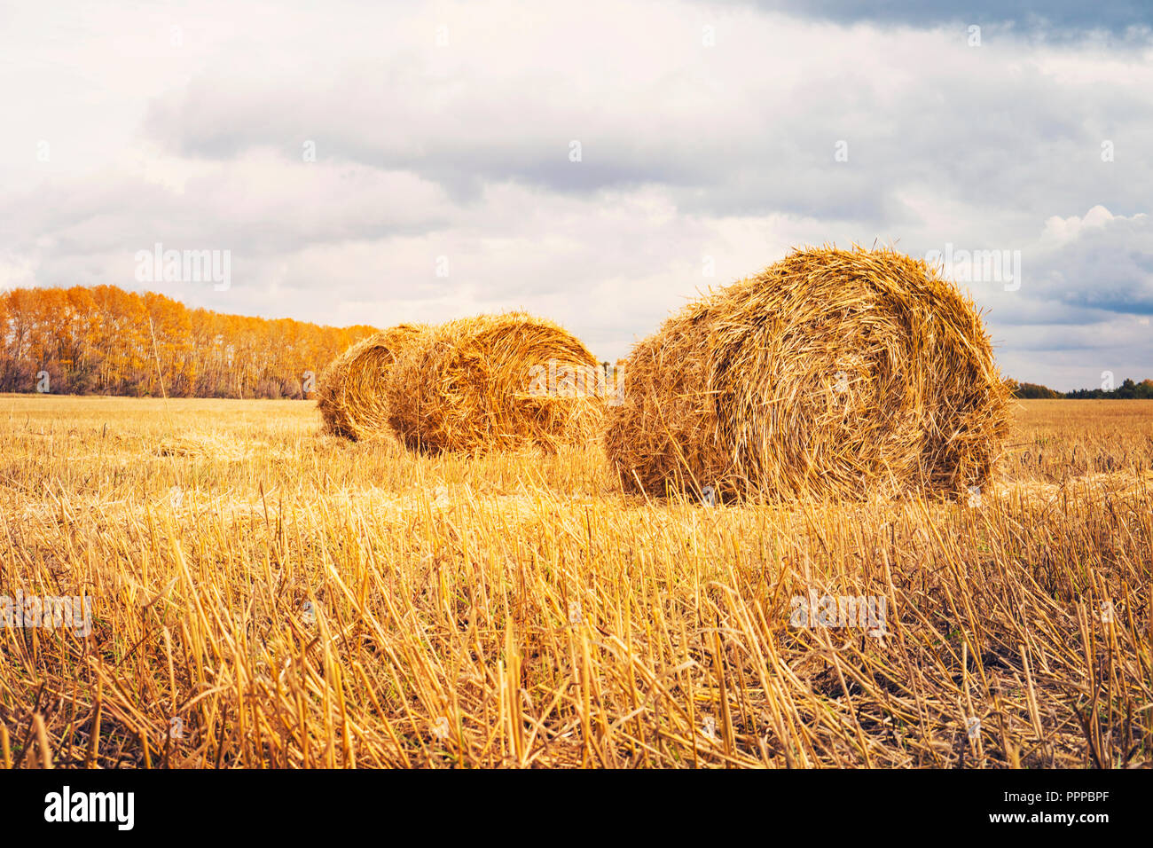 Hay bale. Agriculture field with sky. Rural nature in the farm land. Straw on the meadow. Wheat yellow golden harvest in summer. Countryside natural landscape. Grain crop, harvesting. Stock Photo