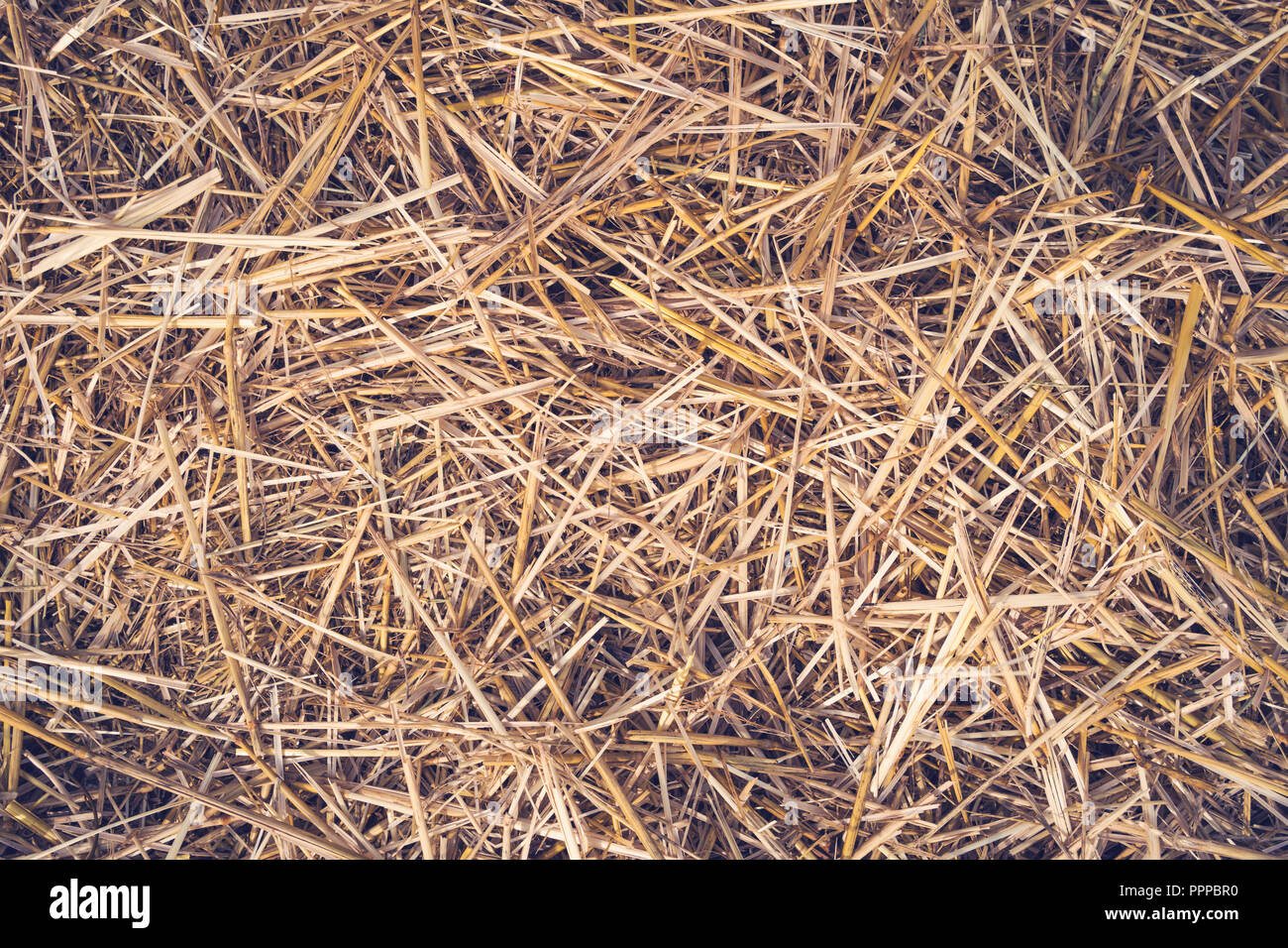 Hay seamless background. Yellow dry autumn grass on the ground. The