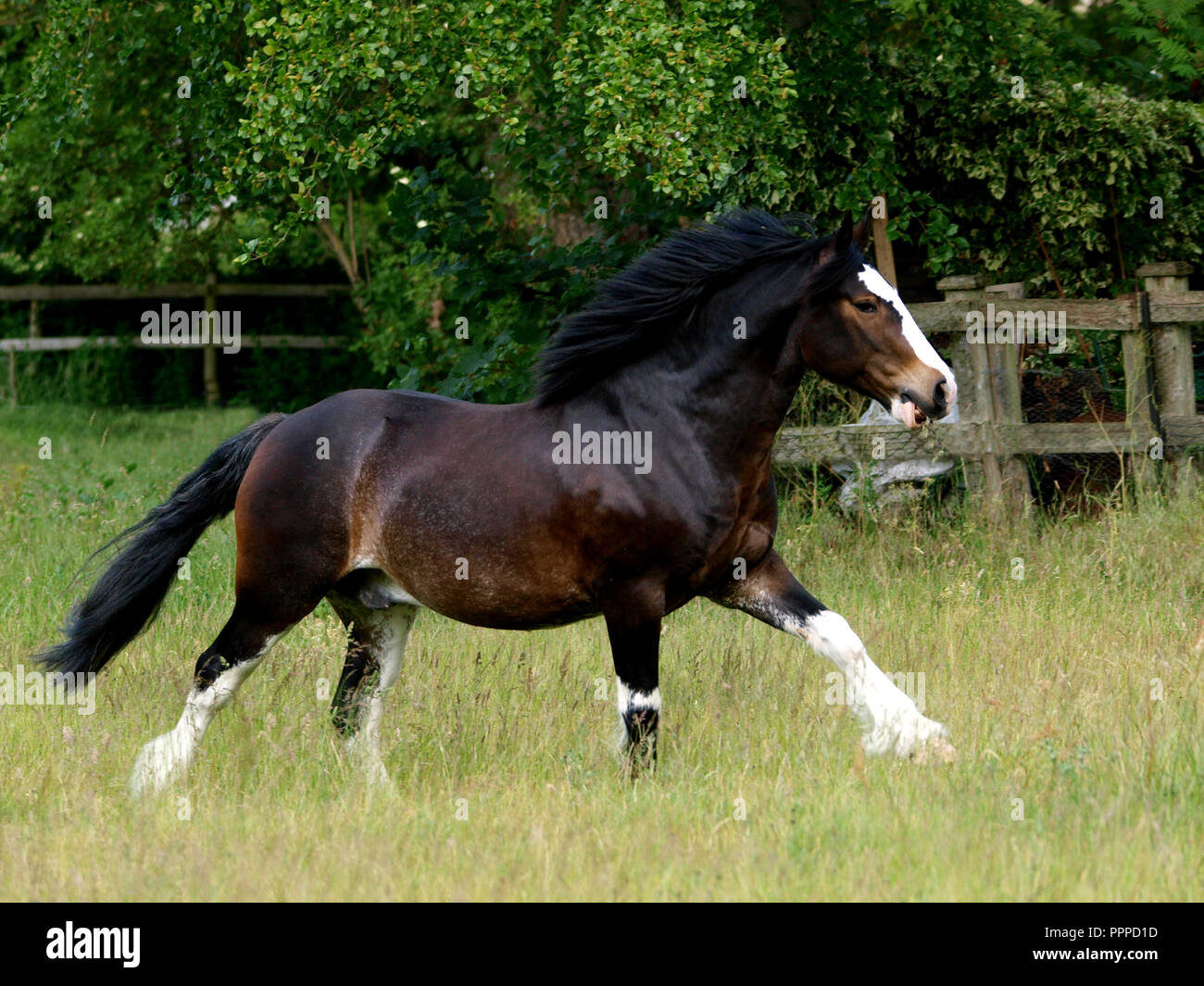 Shire cross hi-res stock photography and images - Alamy