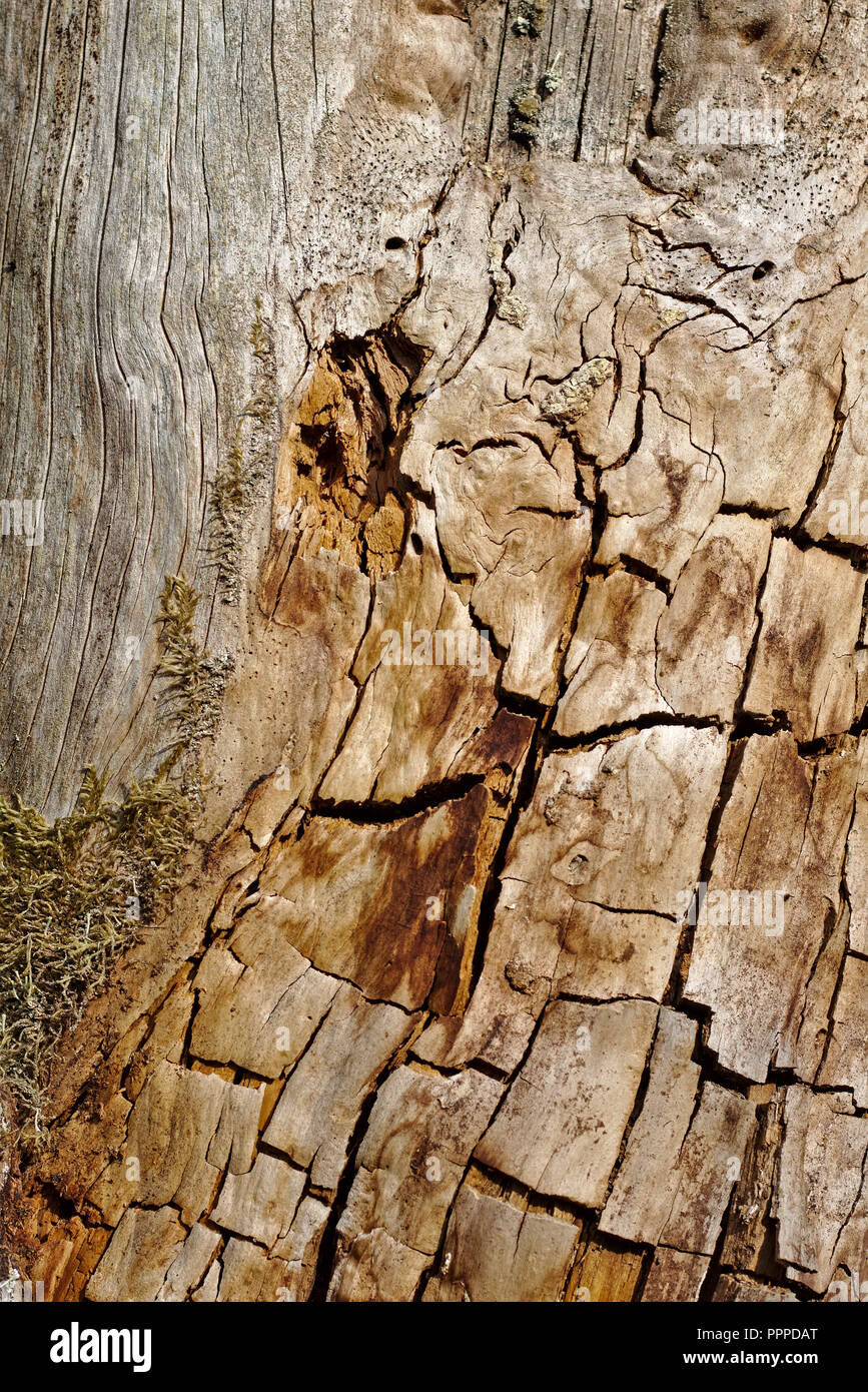 Closeup stripped bark hires stock photography and images Alamy