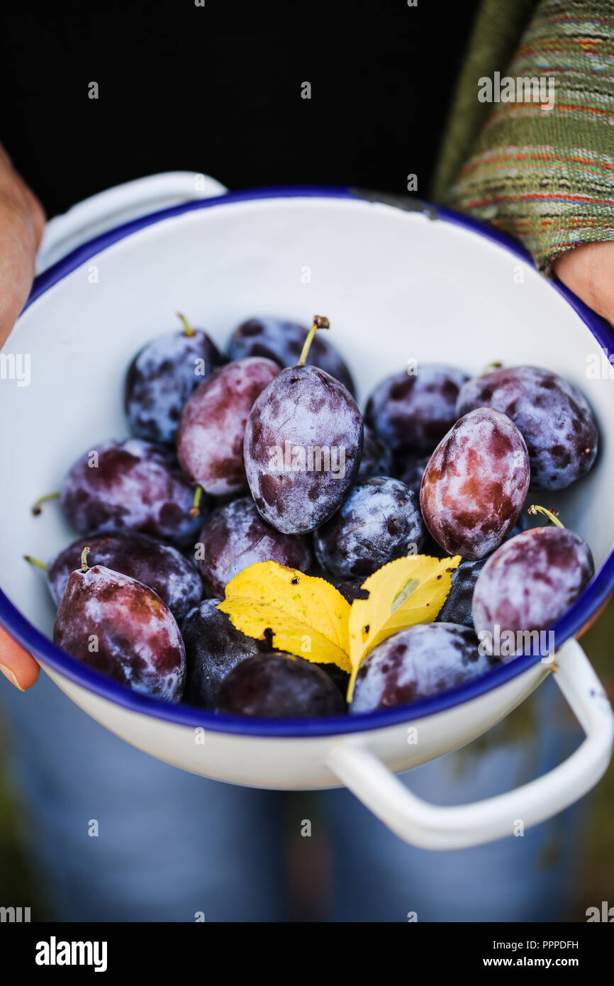 Dro plums hi-res stock photography and images - Alamy