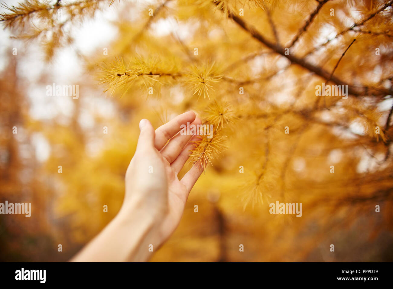 Larch tree wood texture hi-res stock photography and images - Alamy