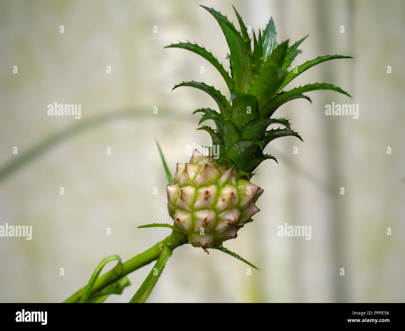 Ananas nanus, Dwarf pineapple. Stock Photo