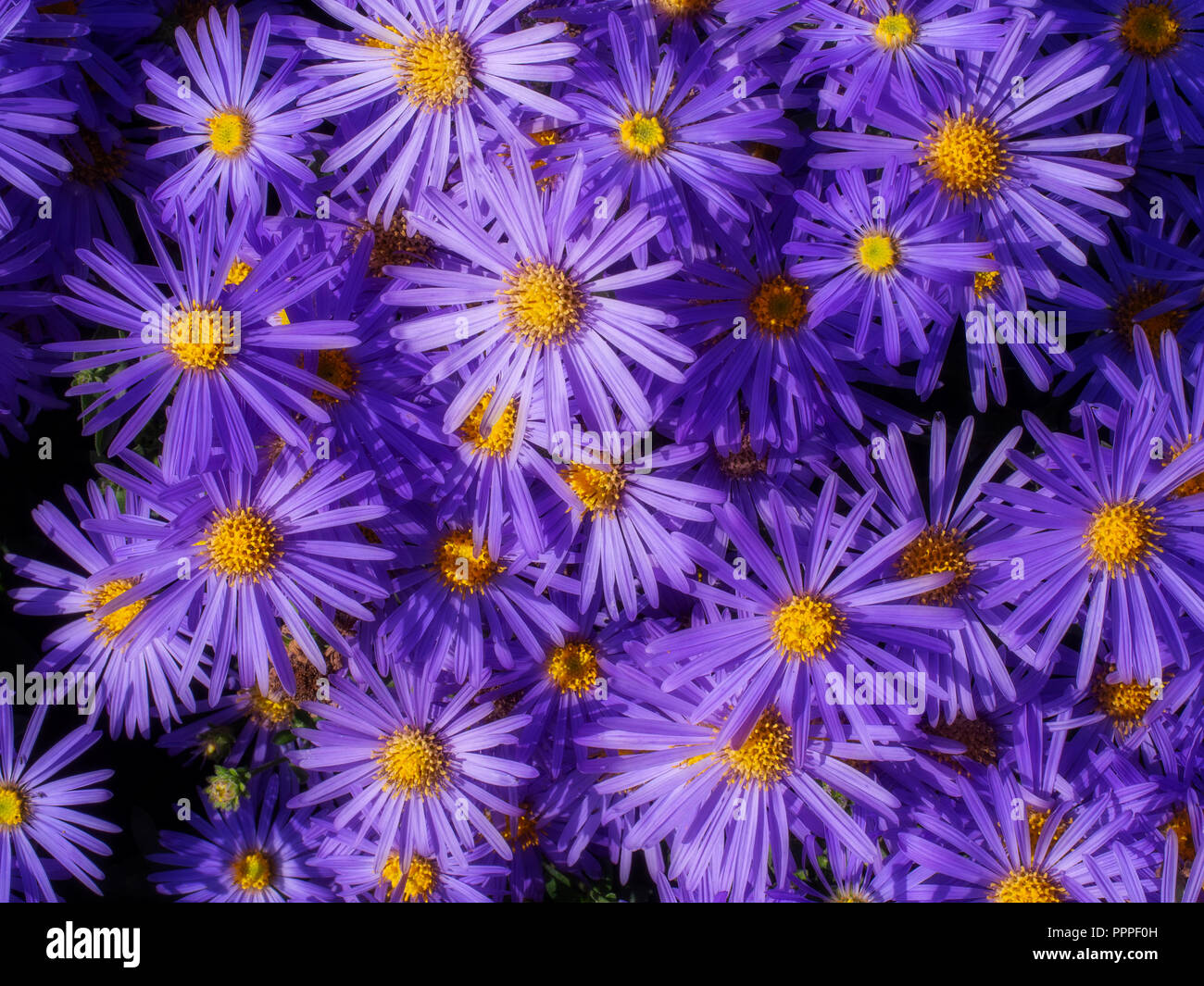Michaelmas Daisies aka New York Aster. Purple flower, closeup. Aster amellus. Stock Photo