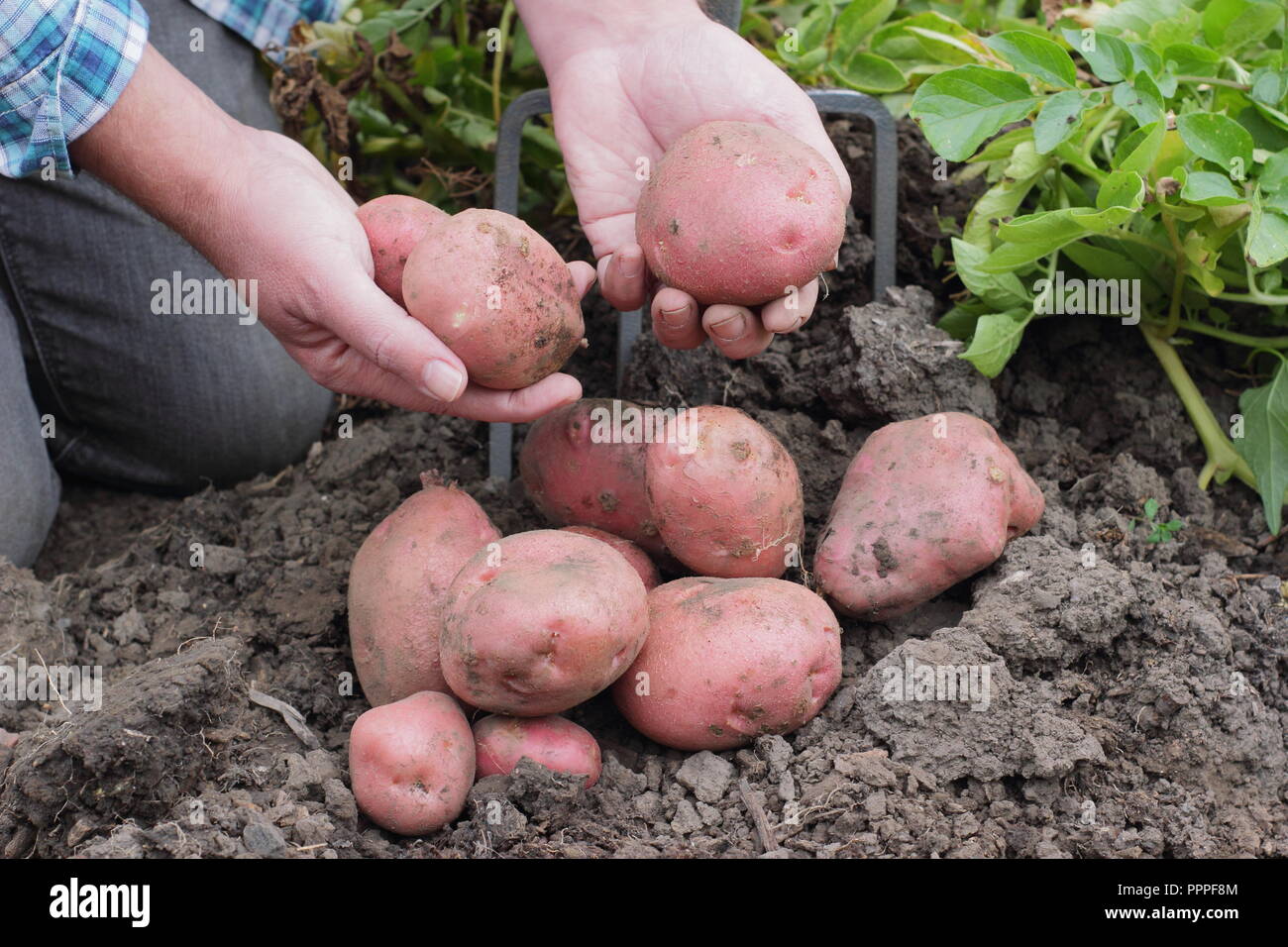 Solanum tuberosum. Digging up 'Desiree' potatoes in an English garden, late summer, UK Stock Photo