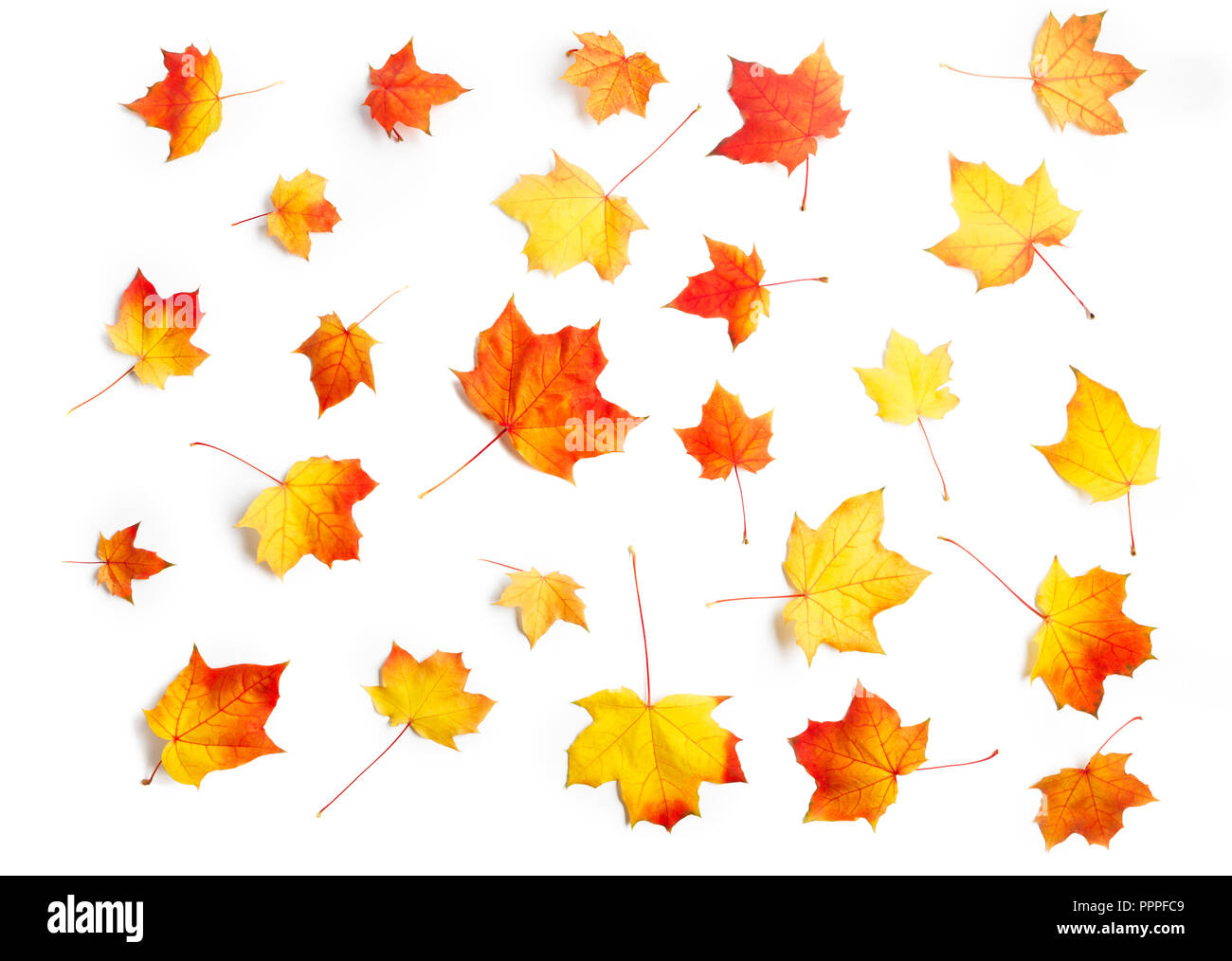 Many autumn maple leaves isolated on white background Stock Photo - Alamy