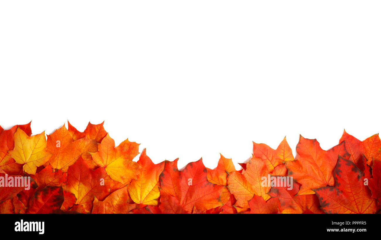 border frame of colorful autumn leaves isolated on white Stock Photo ...