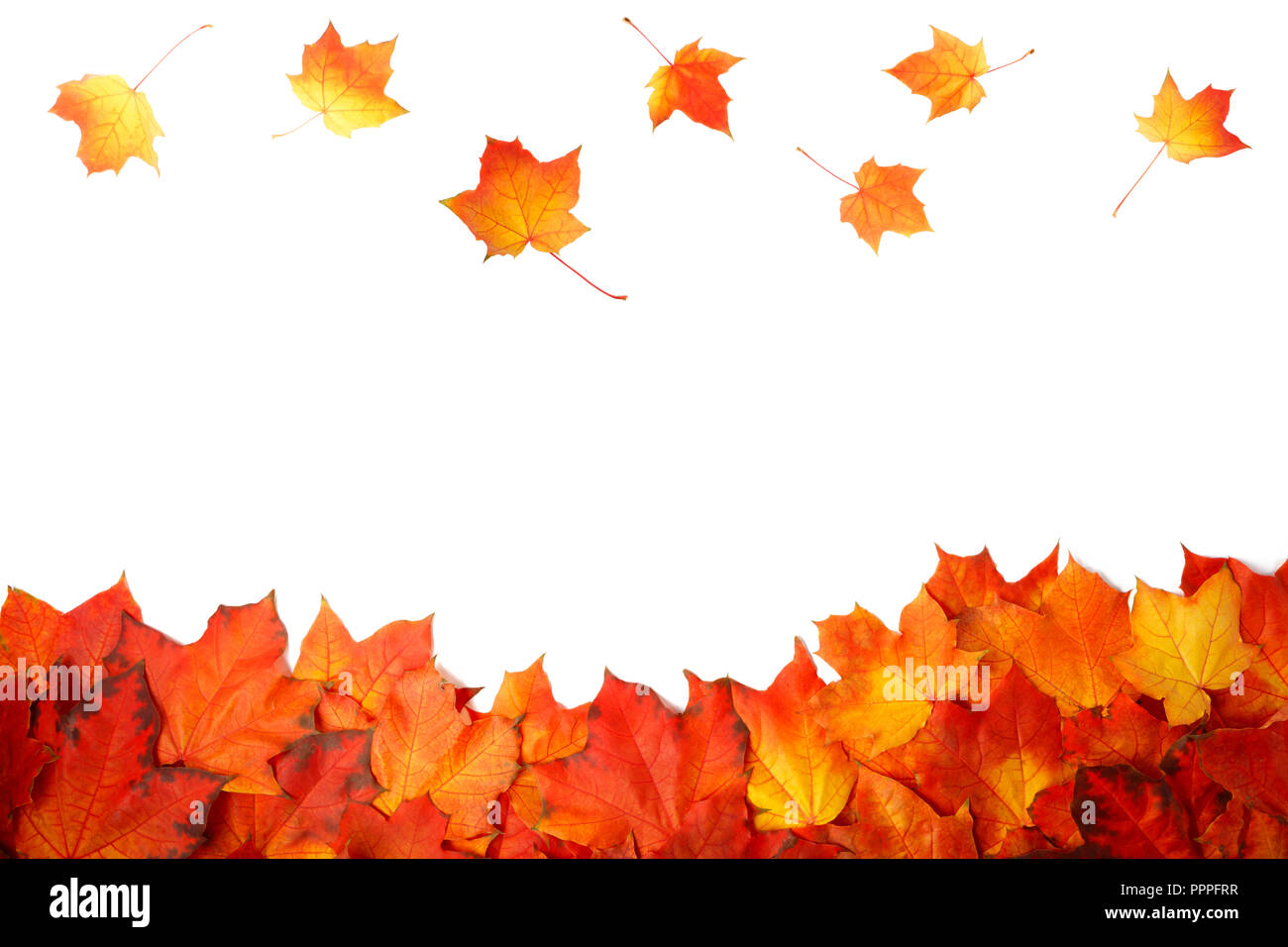 border frame of colorful autumn leaves isolated on white Stock Photo ...