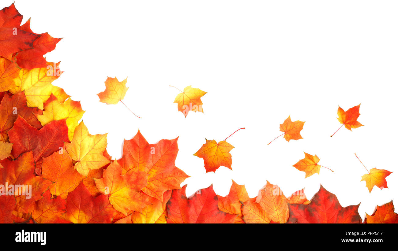 border frame of colorful autumn leaves isolated on white Stock Photo ...